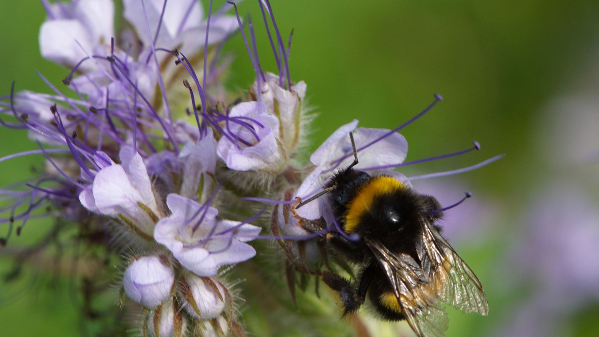 Bijen Educatie Stichting Nederland