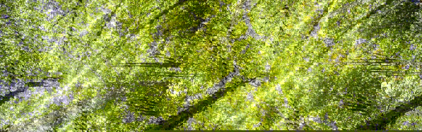 Project management ondersteuning