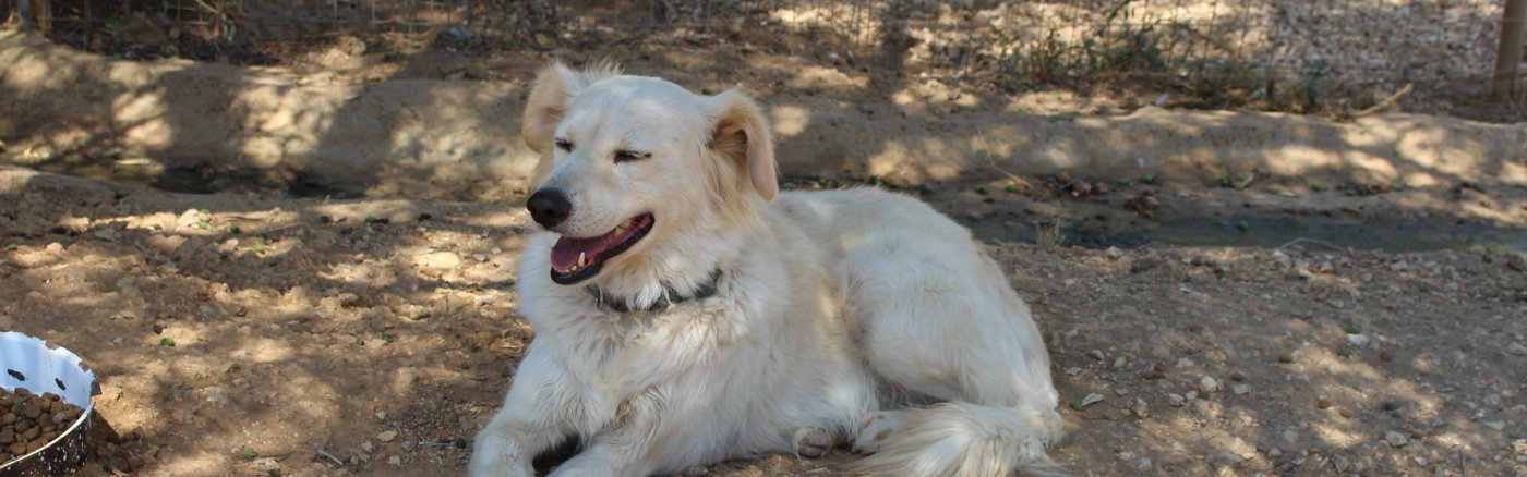 Fotoshoot huisdieren