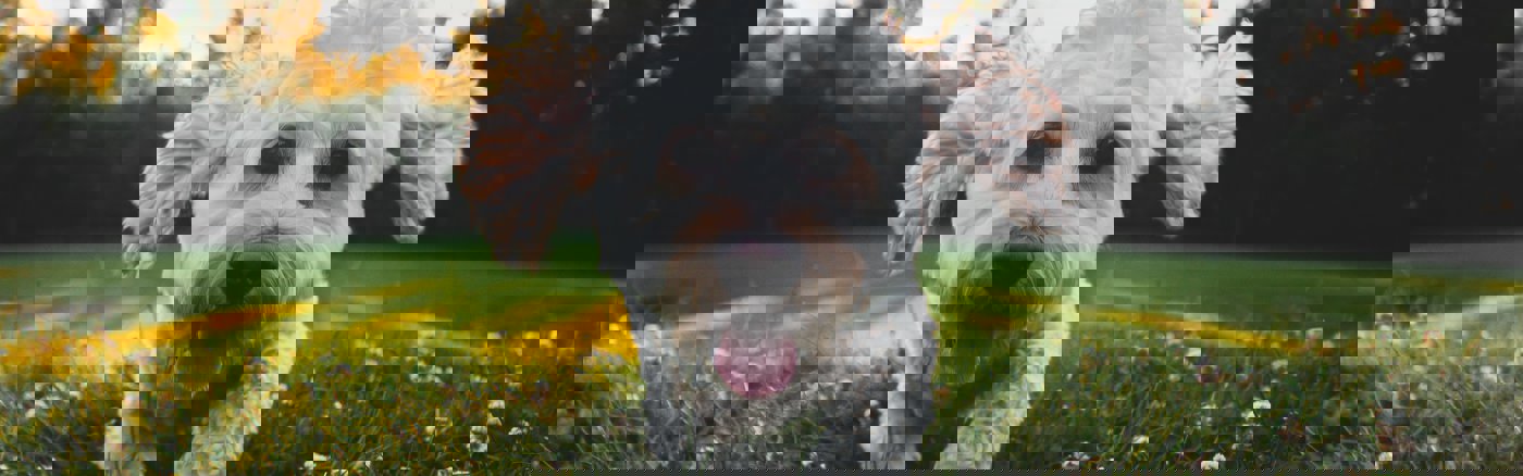 Social Media posts ontwerpen