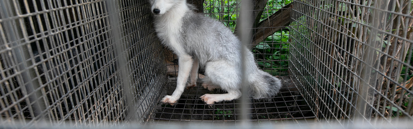 Website design & Wordpress Thema inrichten