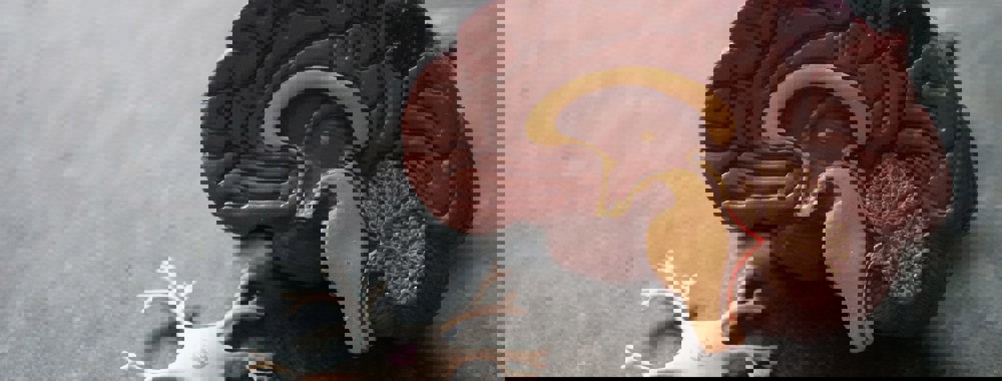 ac90646f-7d04-444f-a5e1-1f724b415502
