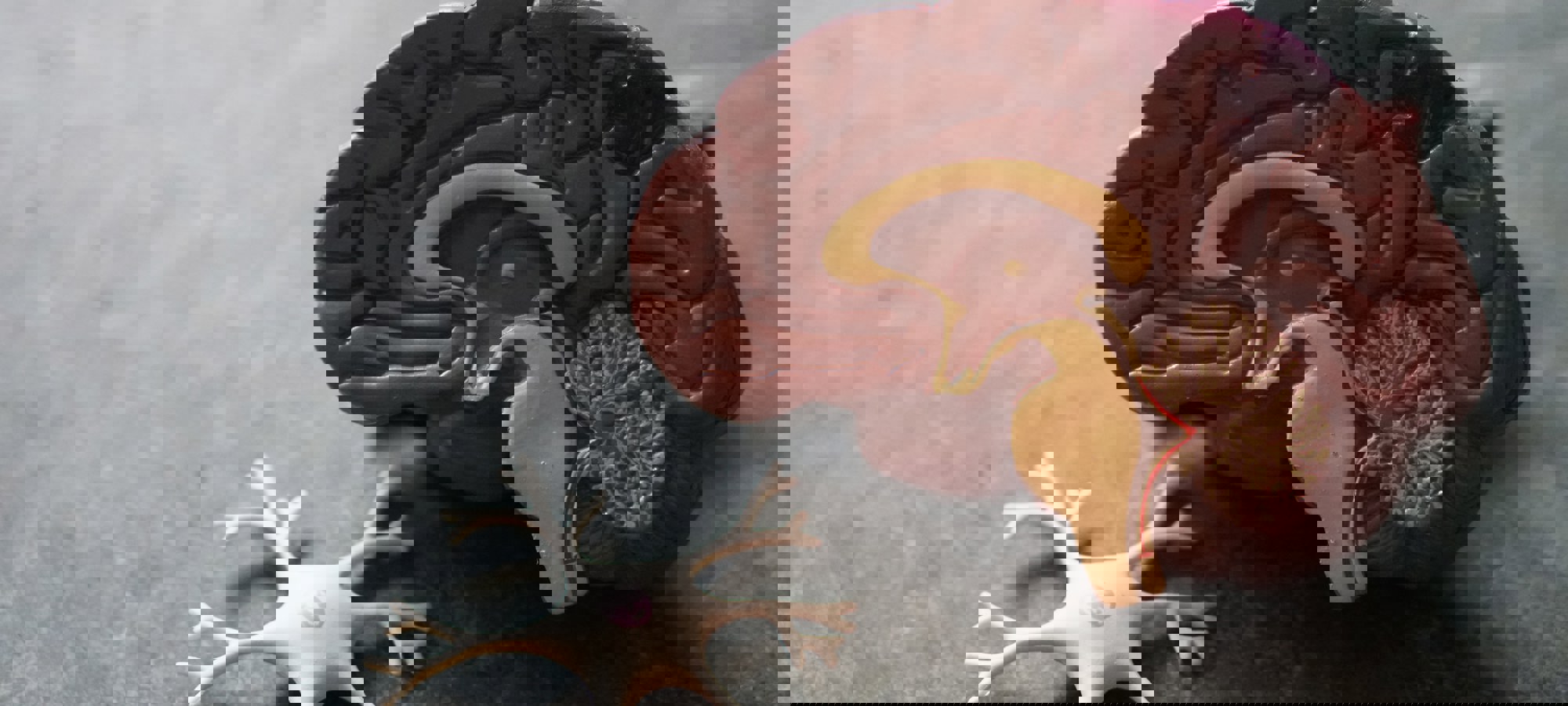 ac90646f-7d04-444f-a5e1-1f724b415502