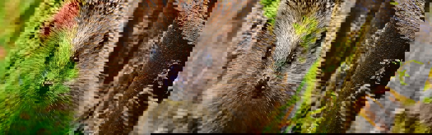 Website design & Wordpress Thema inrichten