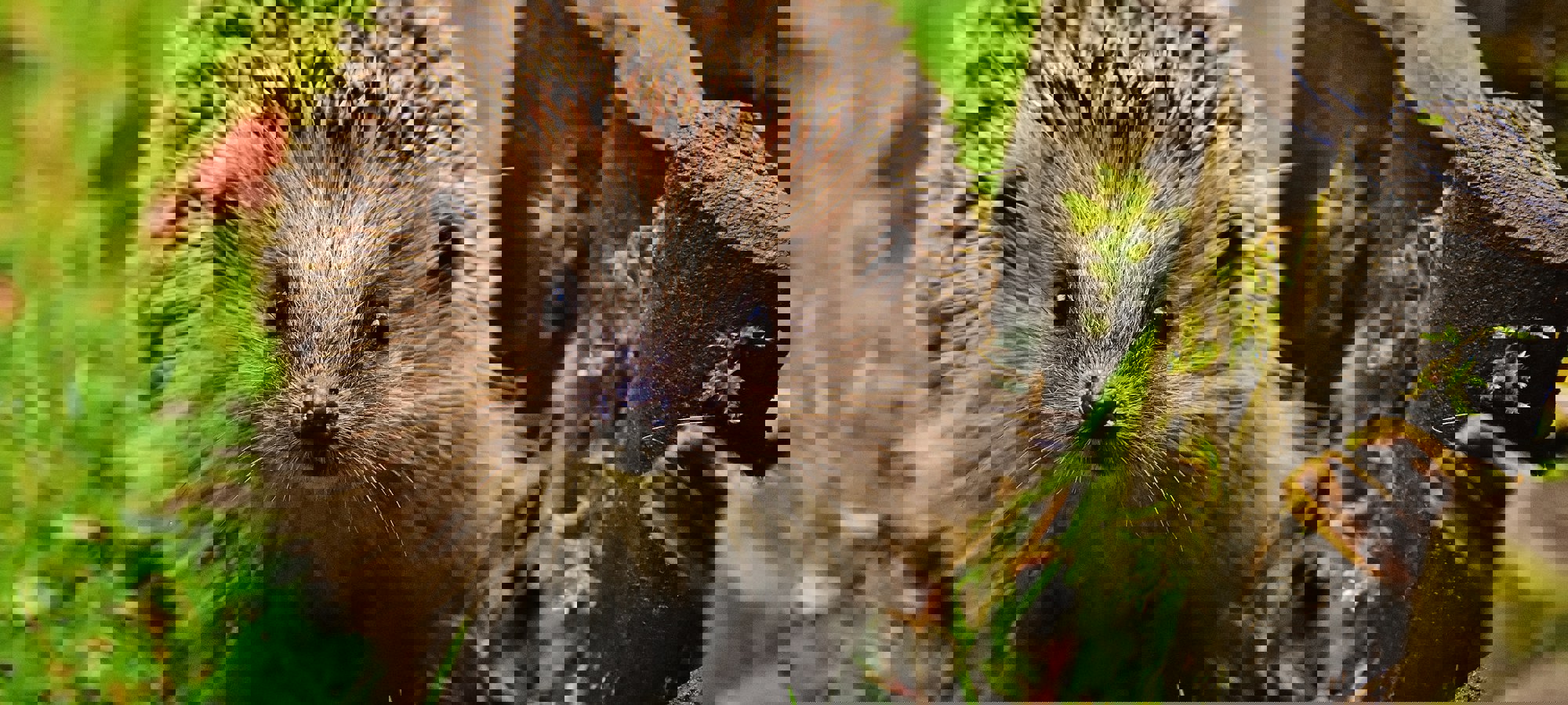 Alexas Fotos Ehmlxd3w M4 Unsplash