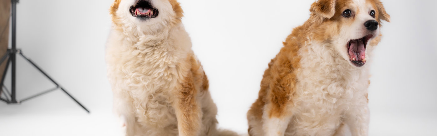 Website design & Wordpress Thema inrichten