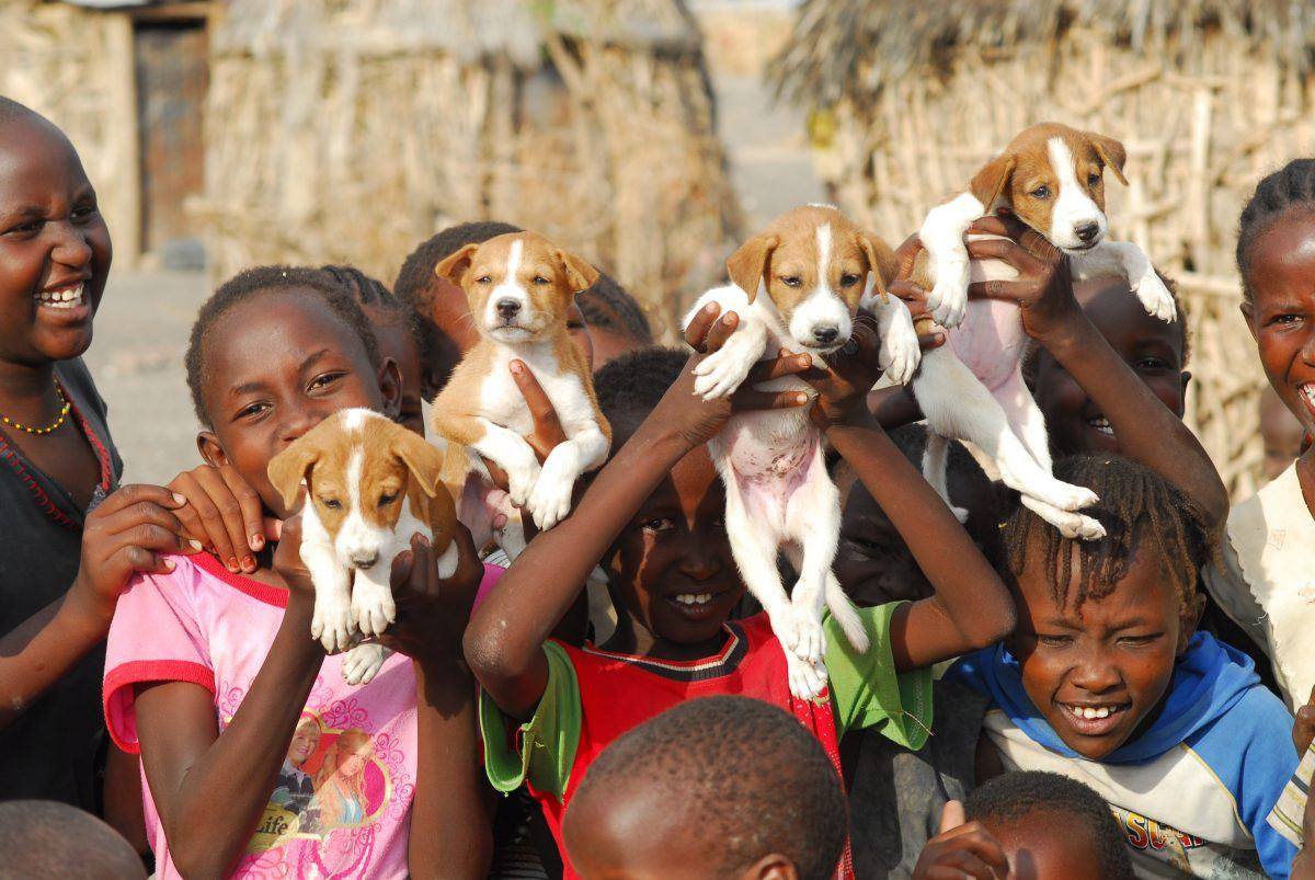 Dierenartsen Zonder Grenzen Nederland