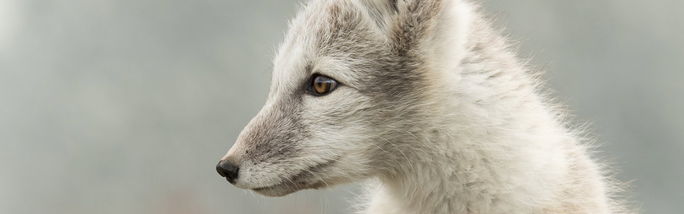 Fotoshoot Fur Free Friday