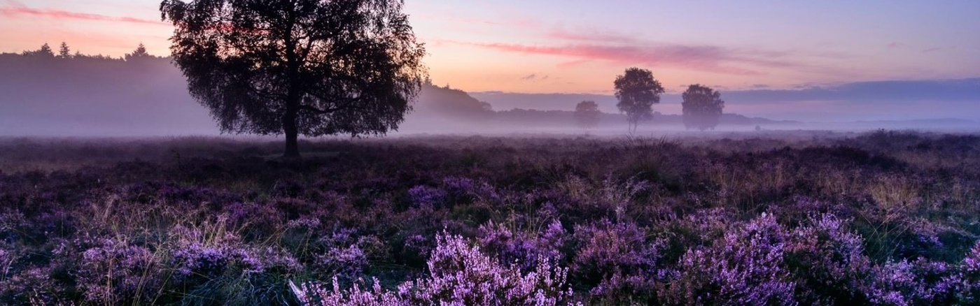 Set-up en training Canva