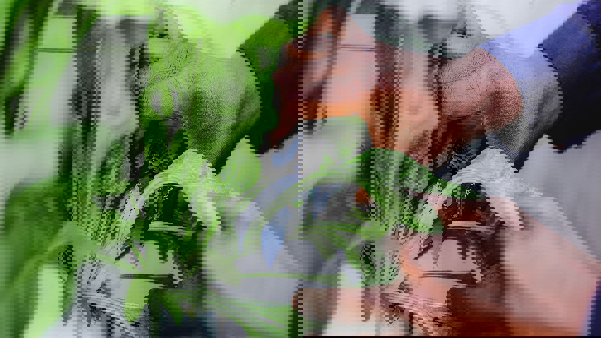 Transitiecoalitie Voedsel