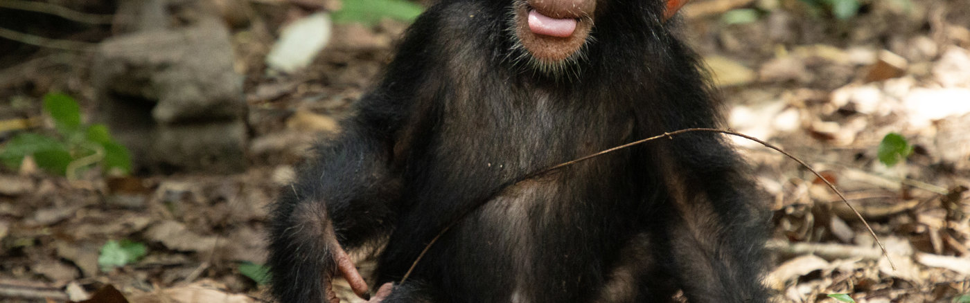 Marketingstrategie voor educatieprogramma