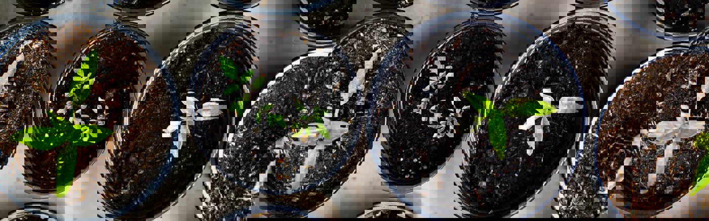 Interim vrijwilliger: Web content update