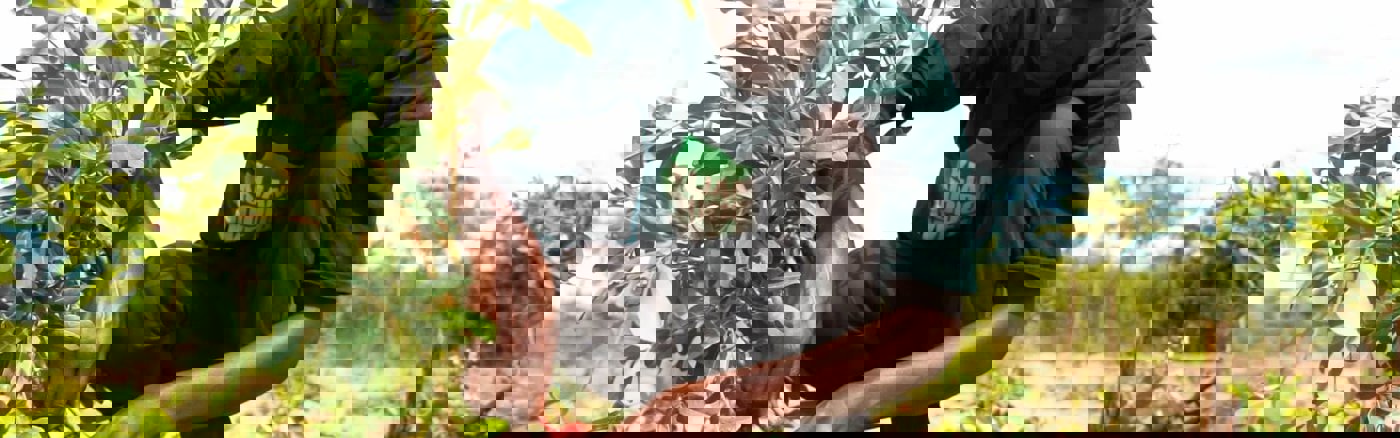 Vergroenen Dodoma-regio