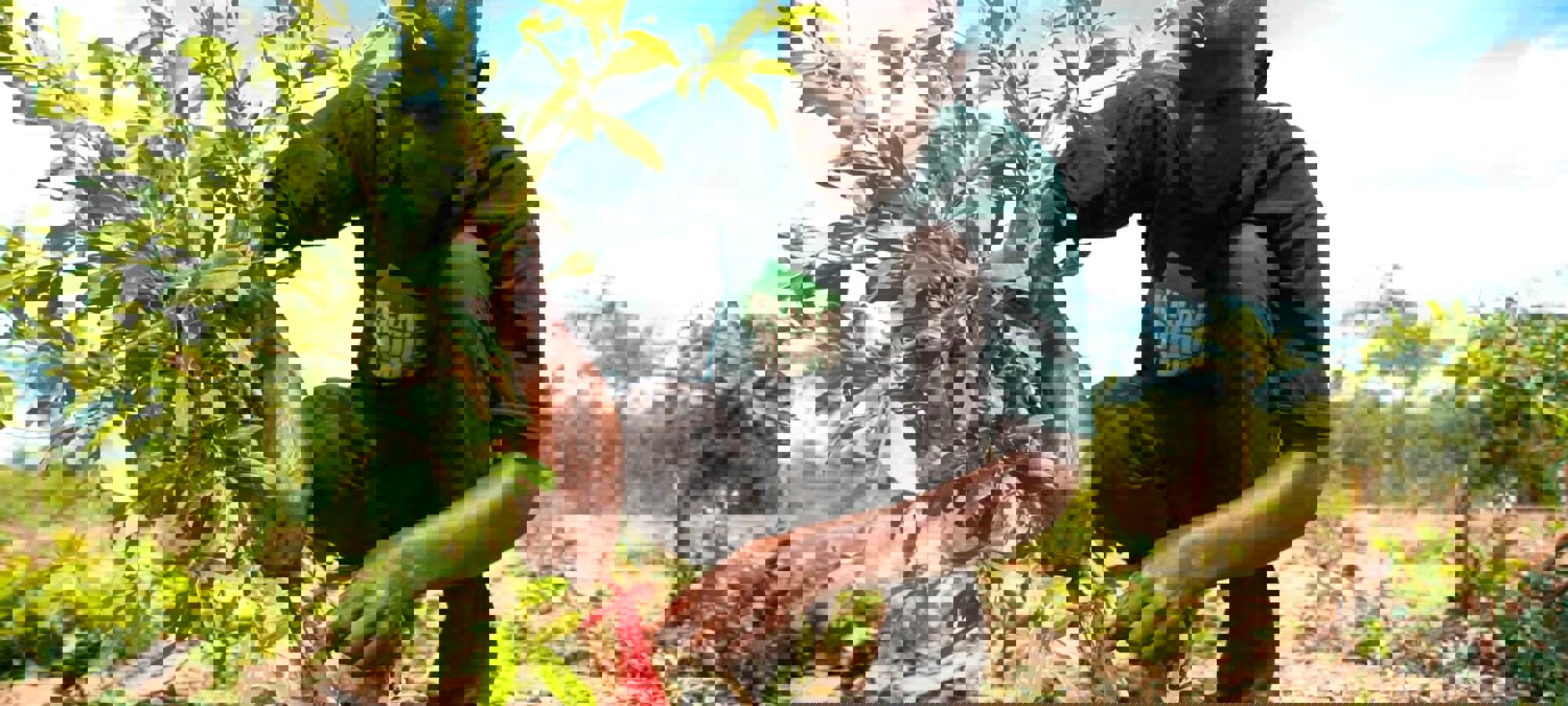 2 FMNR Landscape Restoration What We Do Justidggit Kisiki Hai Close Up Tanzania