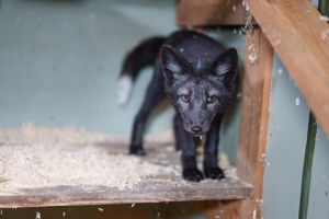 3 Social Media Reels Over Vossen