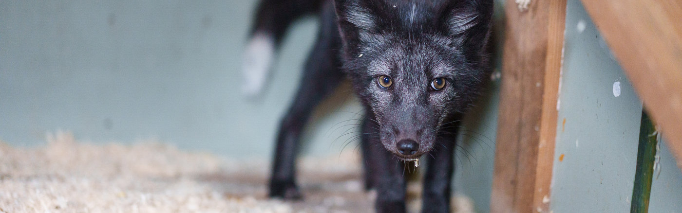 3 Social Media Reels Over Vossen