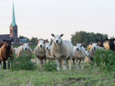 Vrijwilligerswerk in Zevenaar