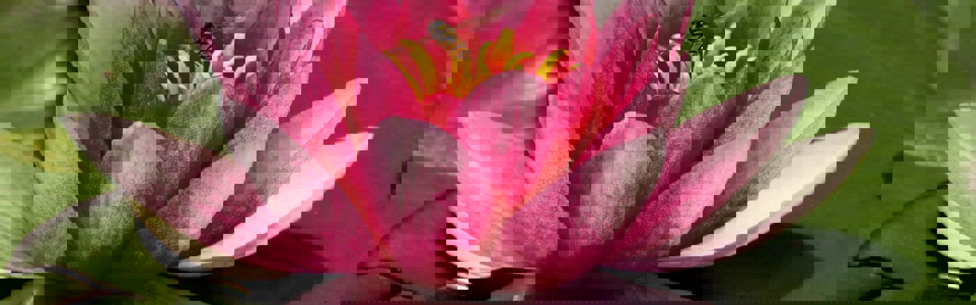 Website content werkzaamheden