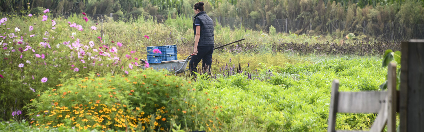 Strategische roadmap voor digitaal platform