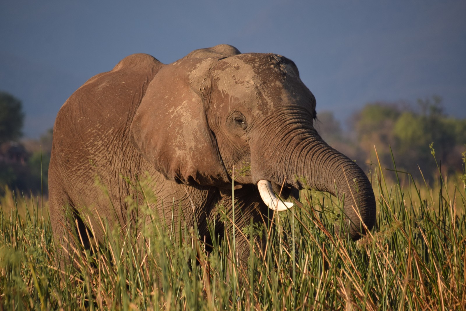 Automatische Fotoverkoop Integratie