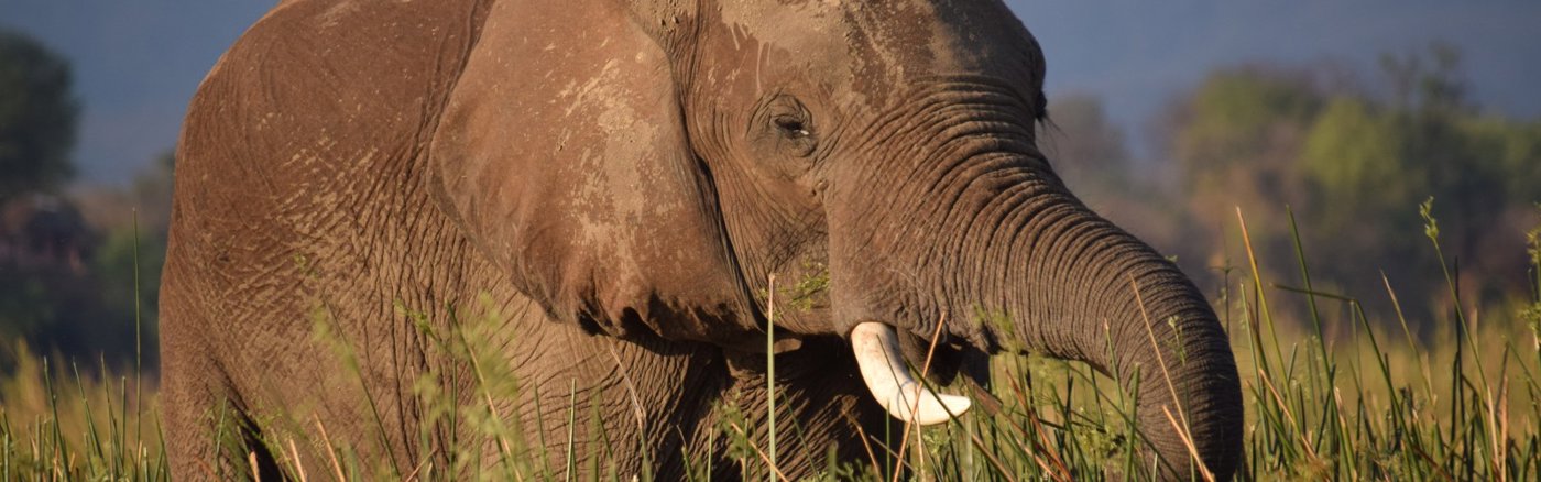 Automatische Fotoverkoop Integratie