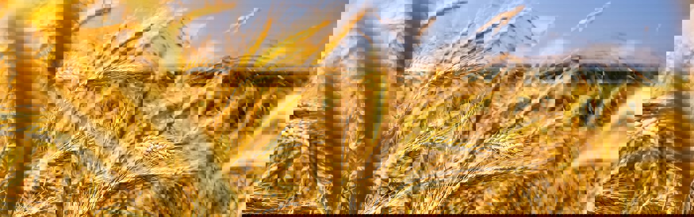 Flexibele Design ondersteuning