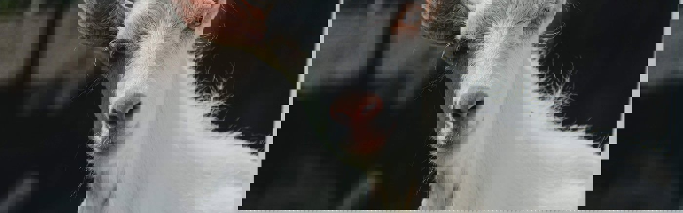 Creatief campagne concept voor radio/tv