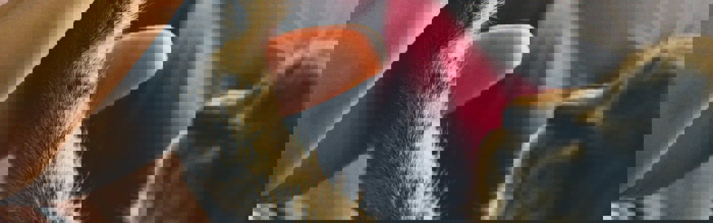 Korte animatie dieren