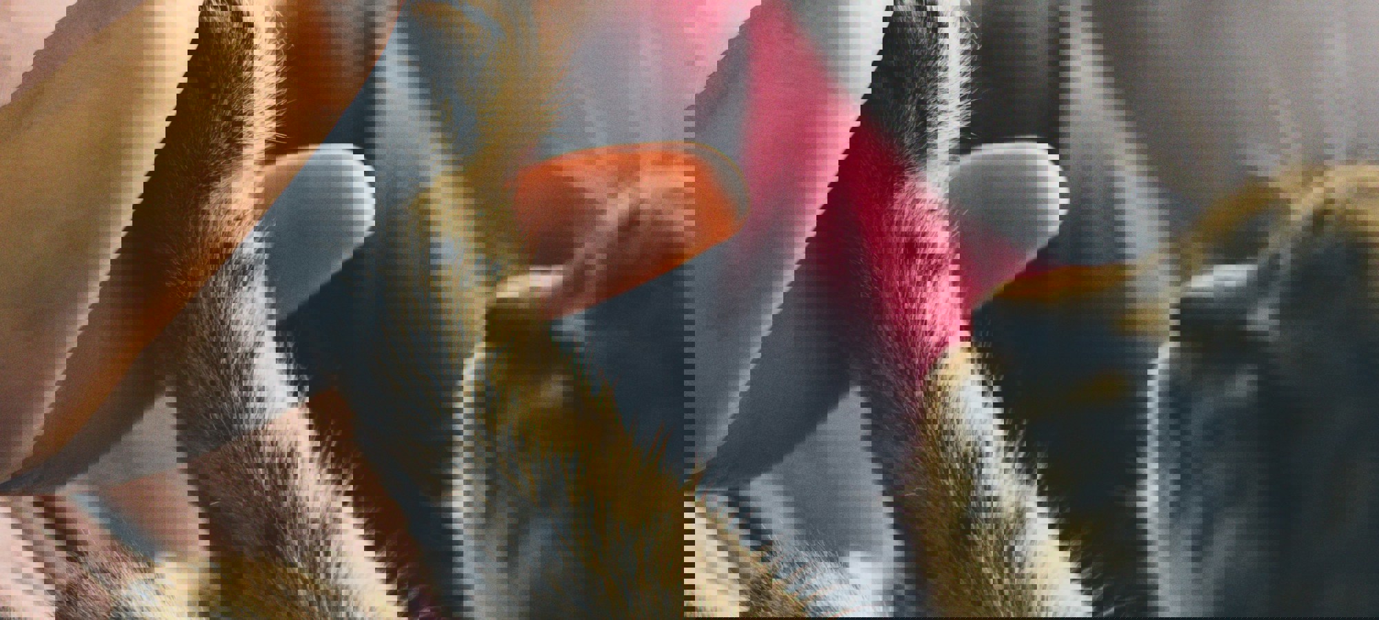 Jonas Vincent Xuliyvibyic Unsplash