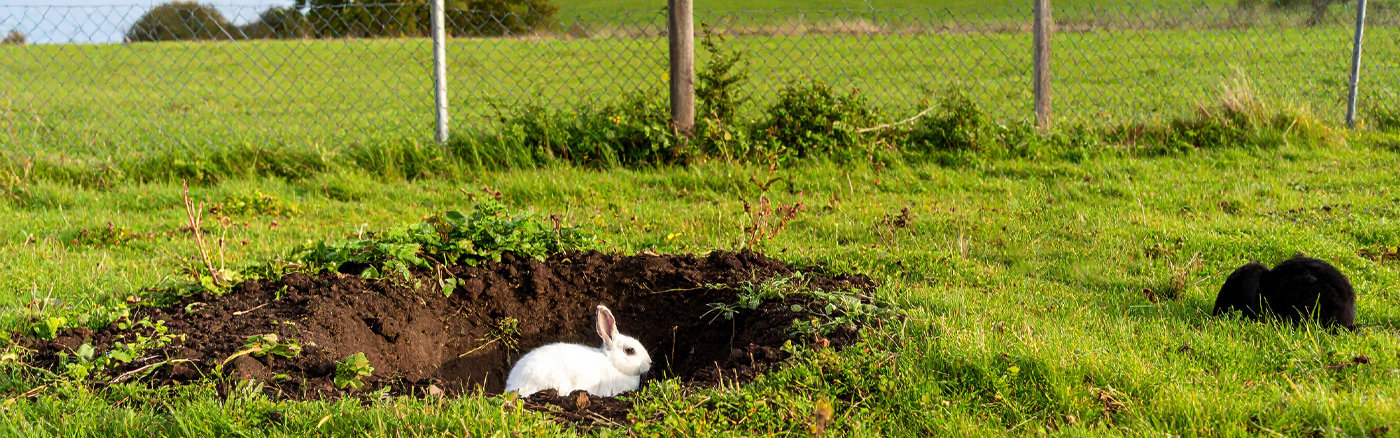 Investeringsprognose voor konijnenreservaat