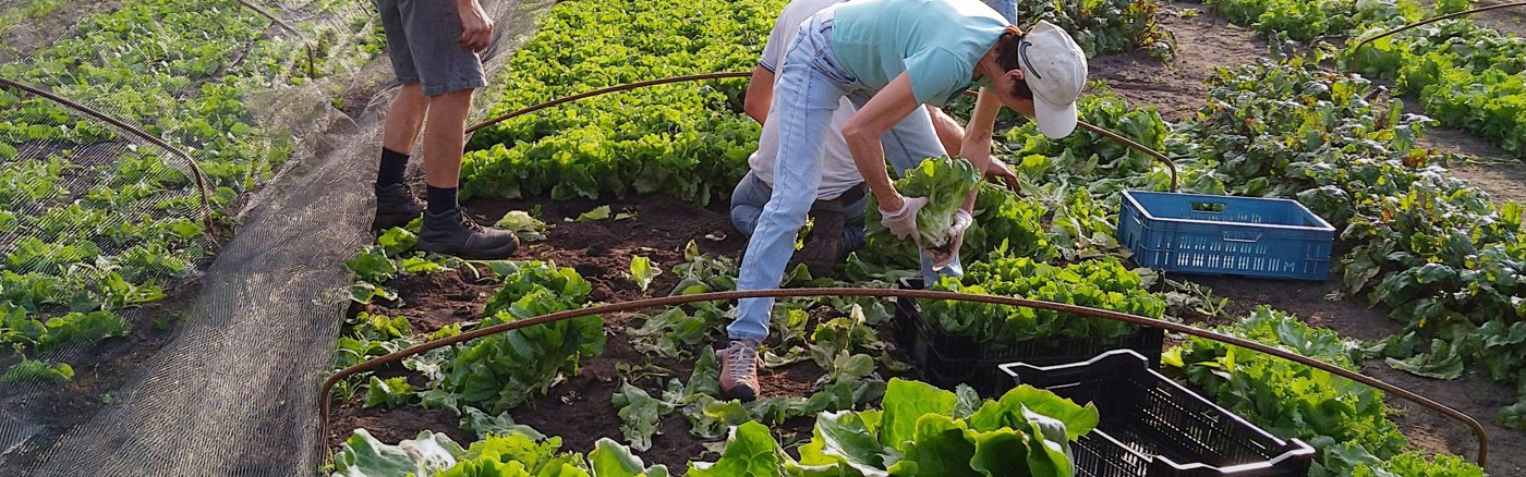 Vrijwilliger voor websitebeheer Voedseltuin