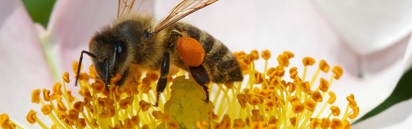Schrijven tekst voor bijvriendelijk keurmerk