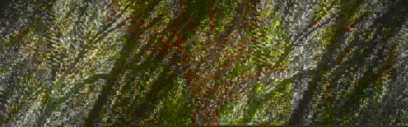 Google Grants Advertentie Campagne