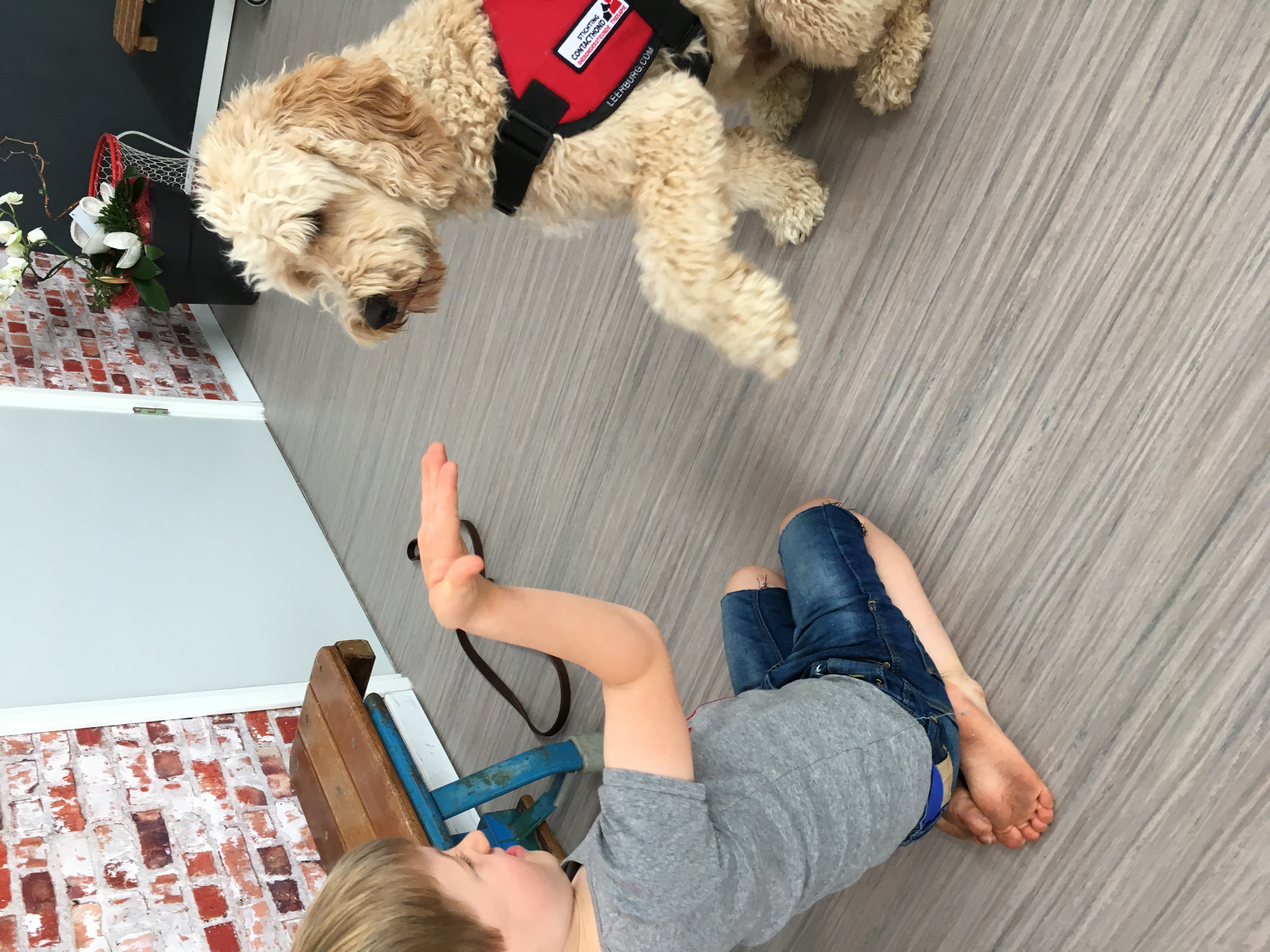 Stichting Contacthond