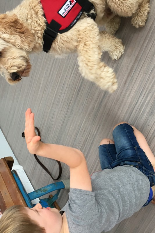 Stichting Contacthond