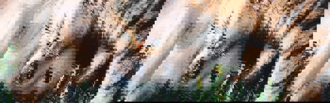 Interim vrijwilliger: Copywriter 