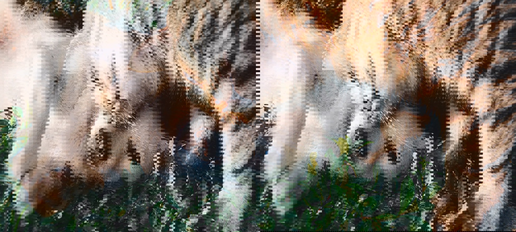 Krista Mangulsone 9Gz3wfhr65u Unsplash