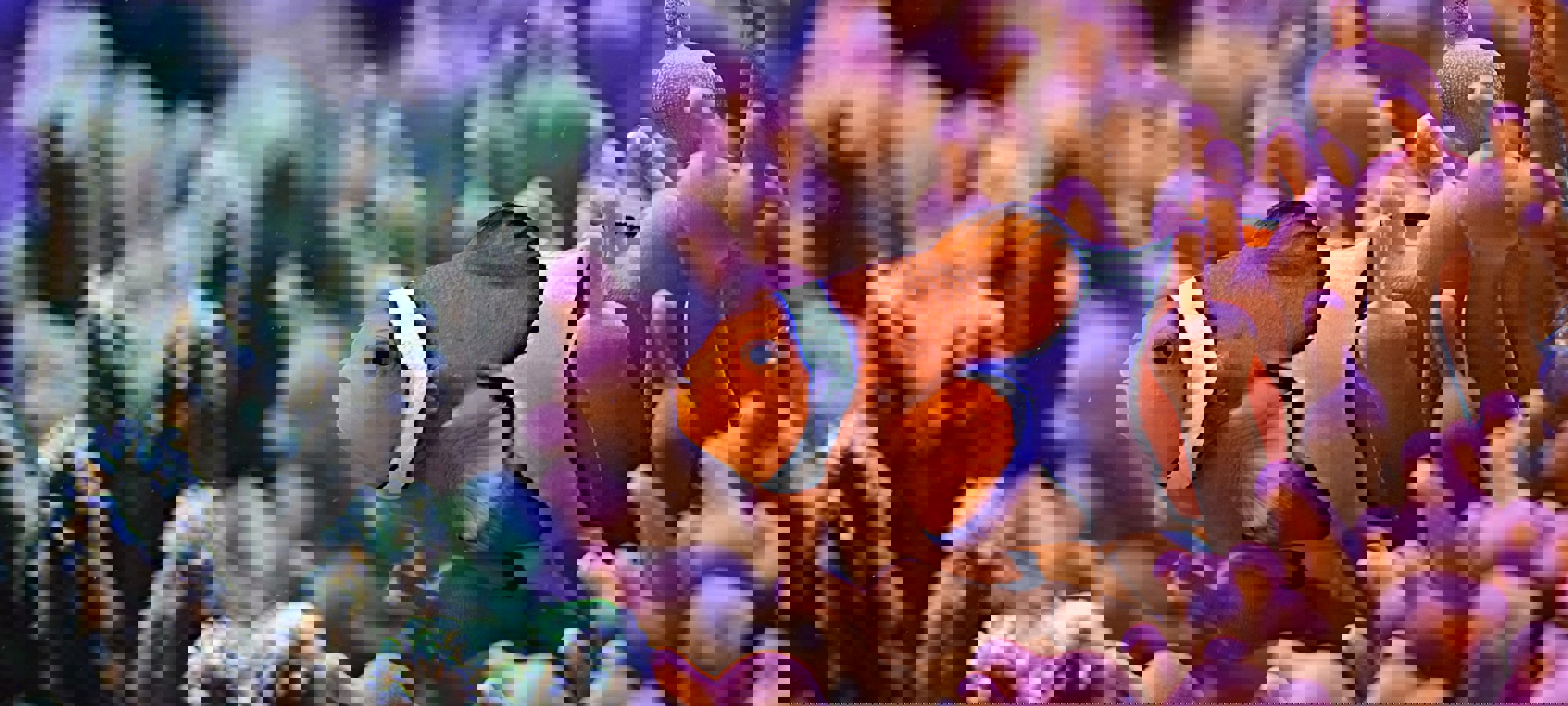 Diogo Hungria 4U98b0egfie Unsplash