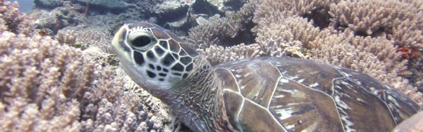 Set-up database: Turtle ID project