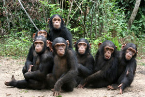 1 infographic ontwerp voor Jane Goodall