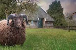 Geef SEA-advies voor Google Grants