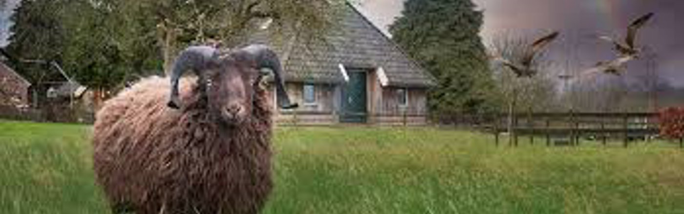 Geef SEA-advies voor Google Grants