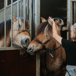 Liefde voor de paarden