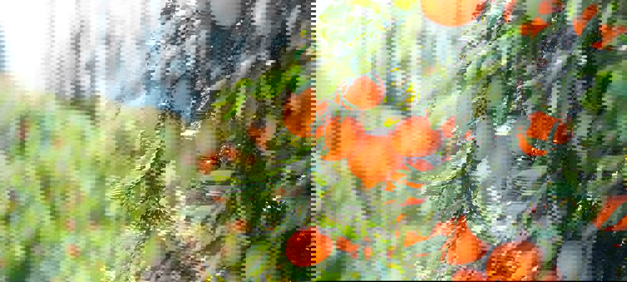 Max O Tvsaeznle Unsplash