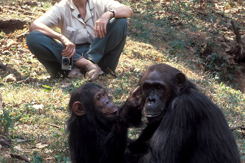 Jane Goodall Instituut Nederland