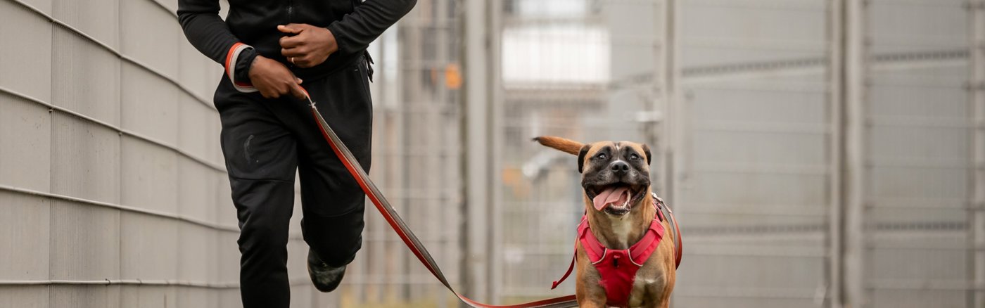5 korte social video's over het werk van Dutch Cell Dogs