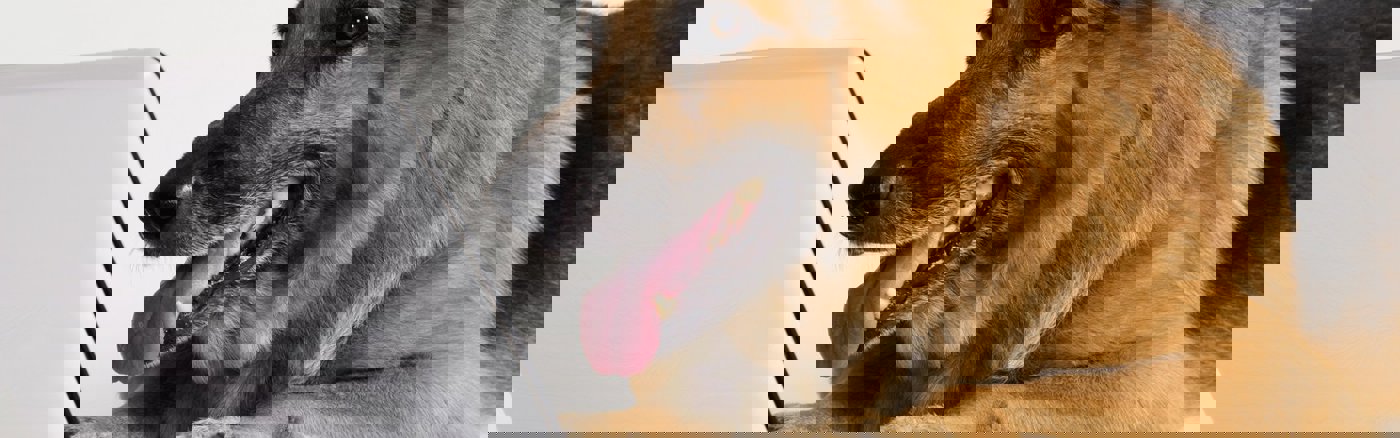 Call: 1 uur advies: Webontwikkelaar