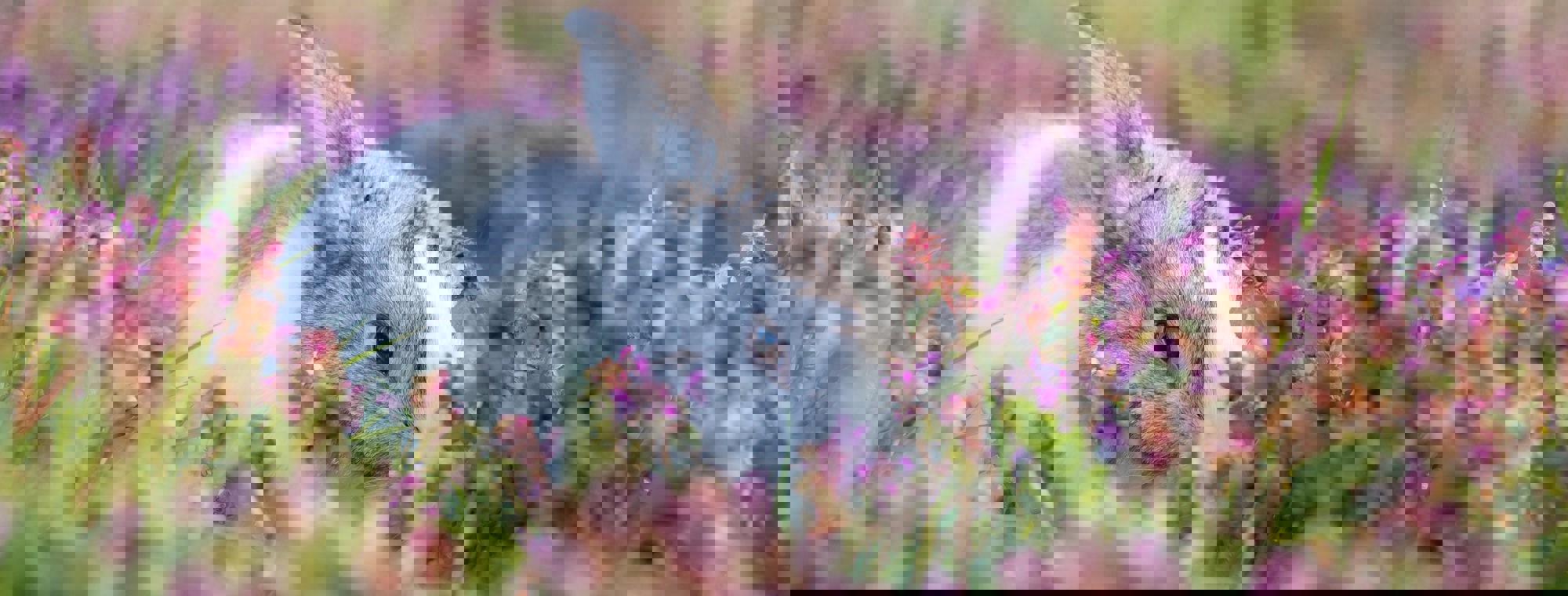 Kanashi 4Mn6mnwuebs Unsplash
