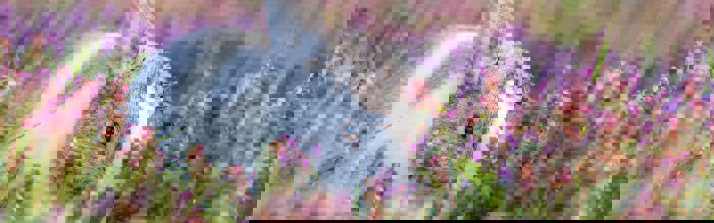 Interim vrijwilliger: Grafisch Designer