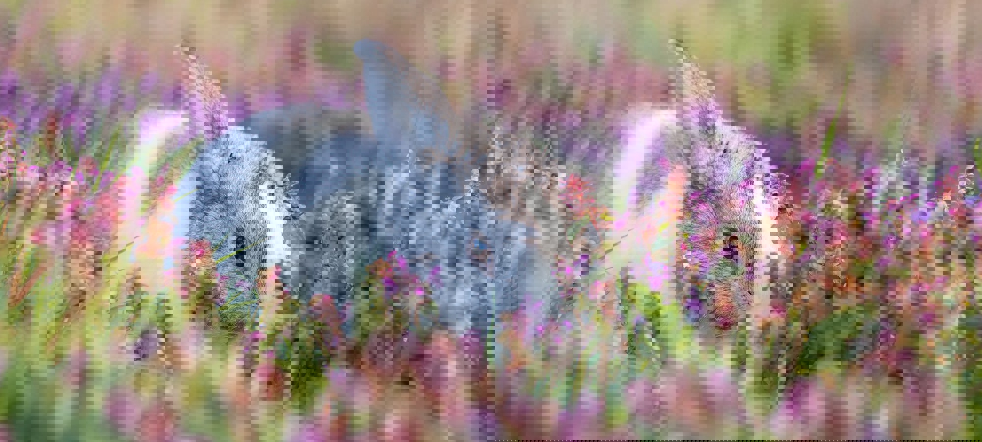 Kanashi 4Mn6mnwuebs Unsplash